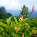 One roundtrip Hawaii or Alaska airline ticket